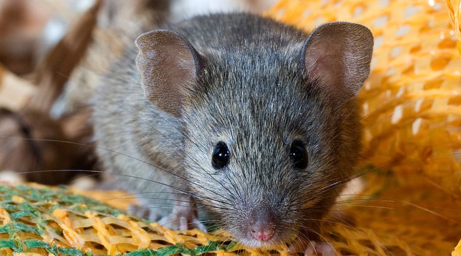 Signs of rodent infestation in Ottawa homes